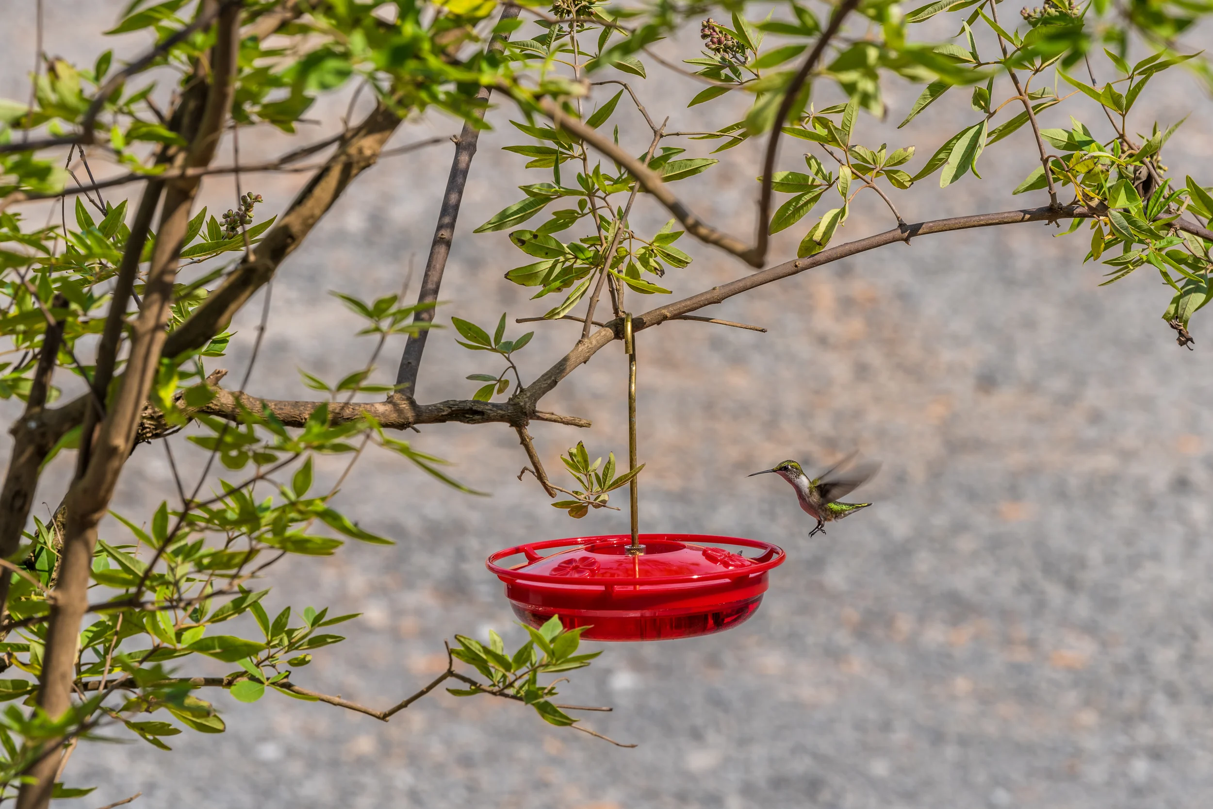 Wildlife ducks, birds, and deer in Soddy Daisy Tennessee