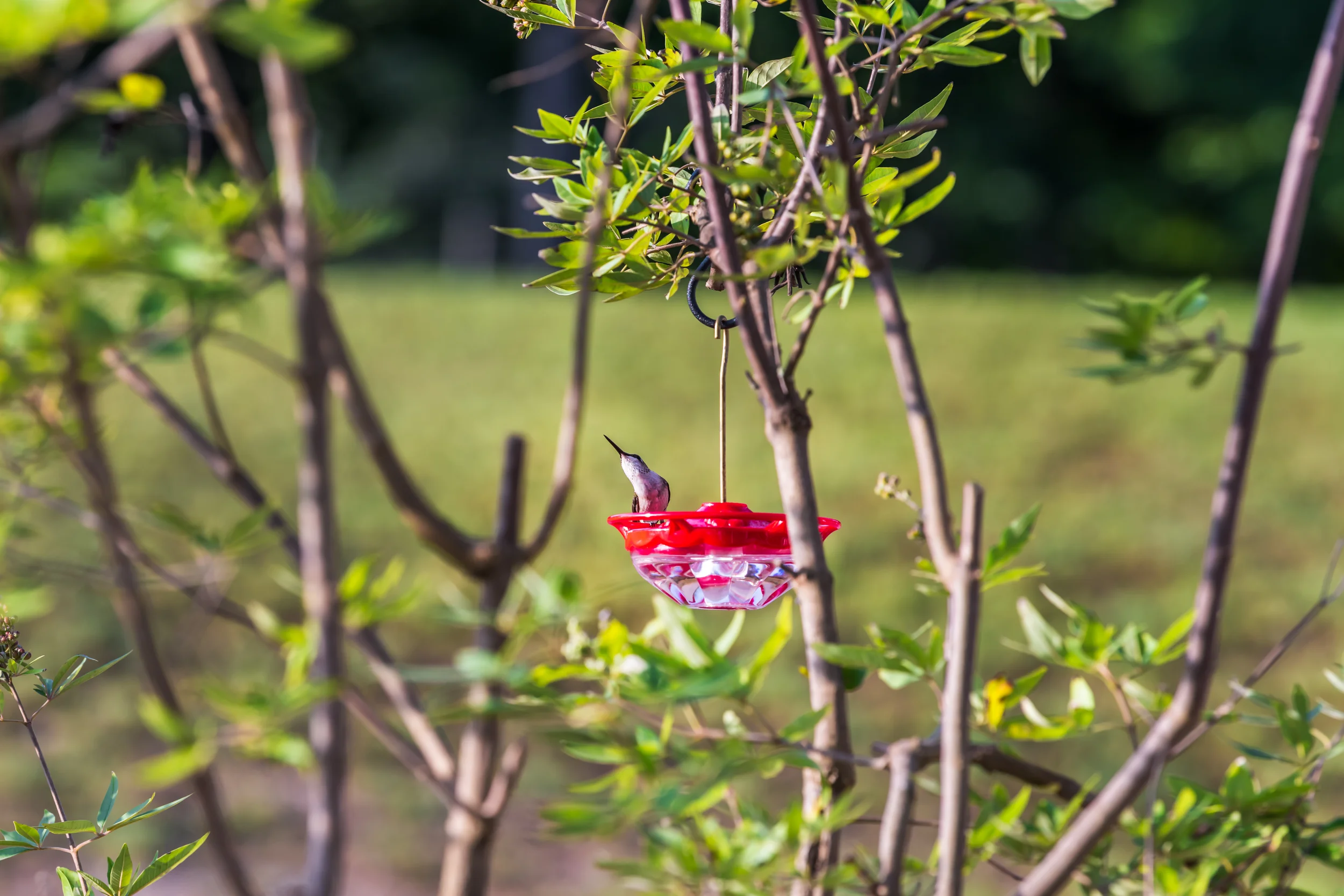 Wildlife ducks, birds, and deer in Soddy Daisy Tennessee