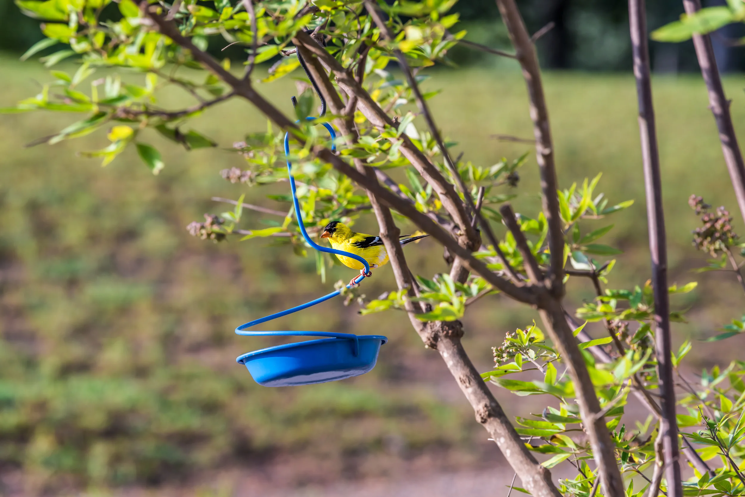 Wildlife ducks, birds, and deer in Soddy Daisy Tennessee