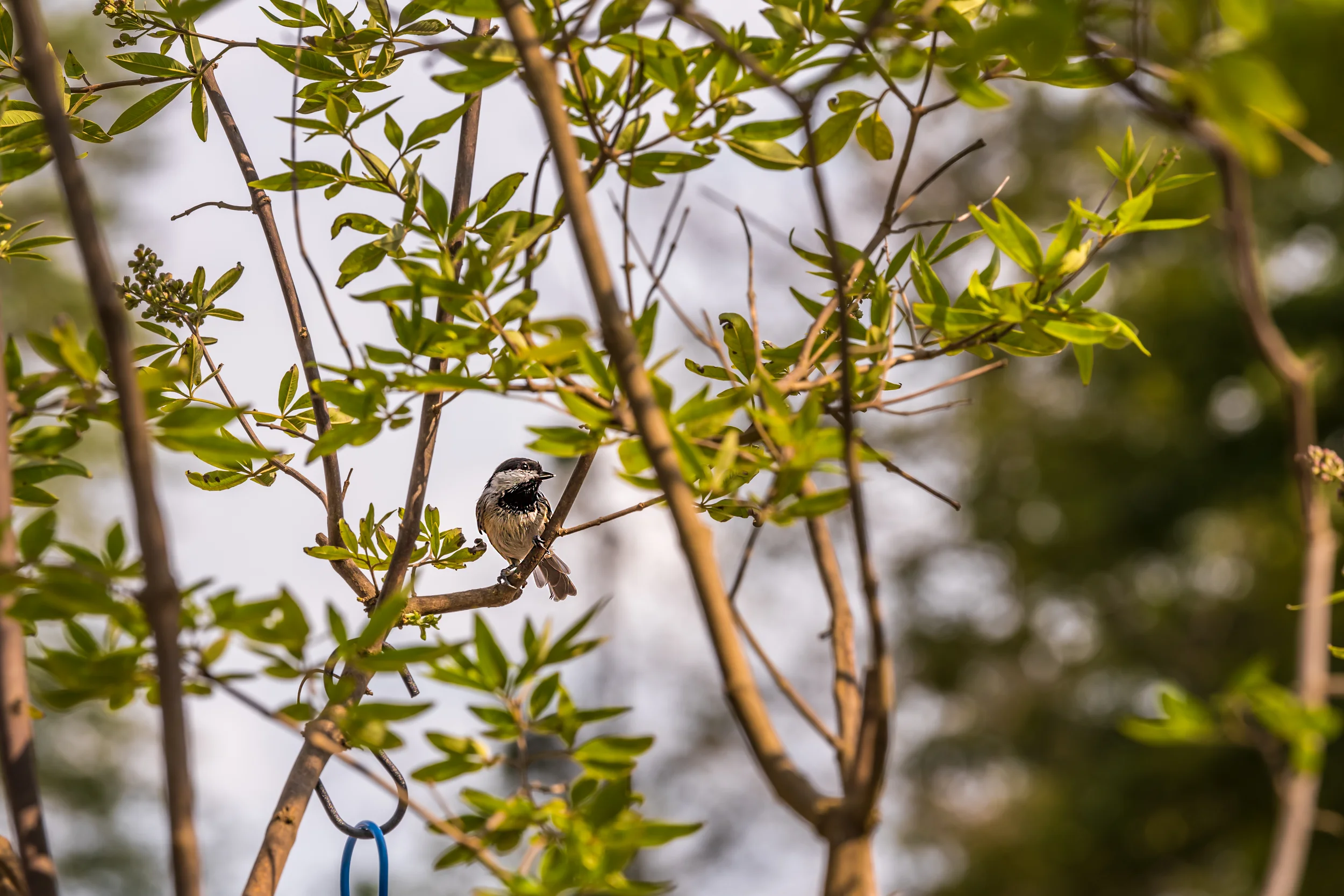 Wildlife ducks, birds, and deer in Soddy Daisy Tennessee