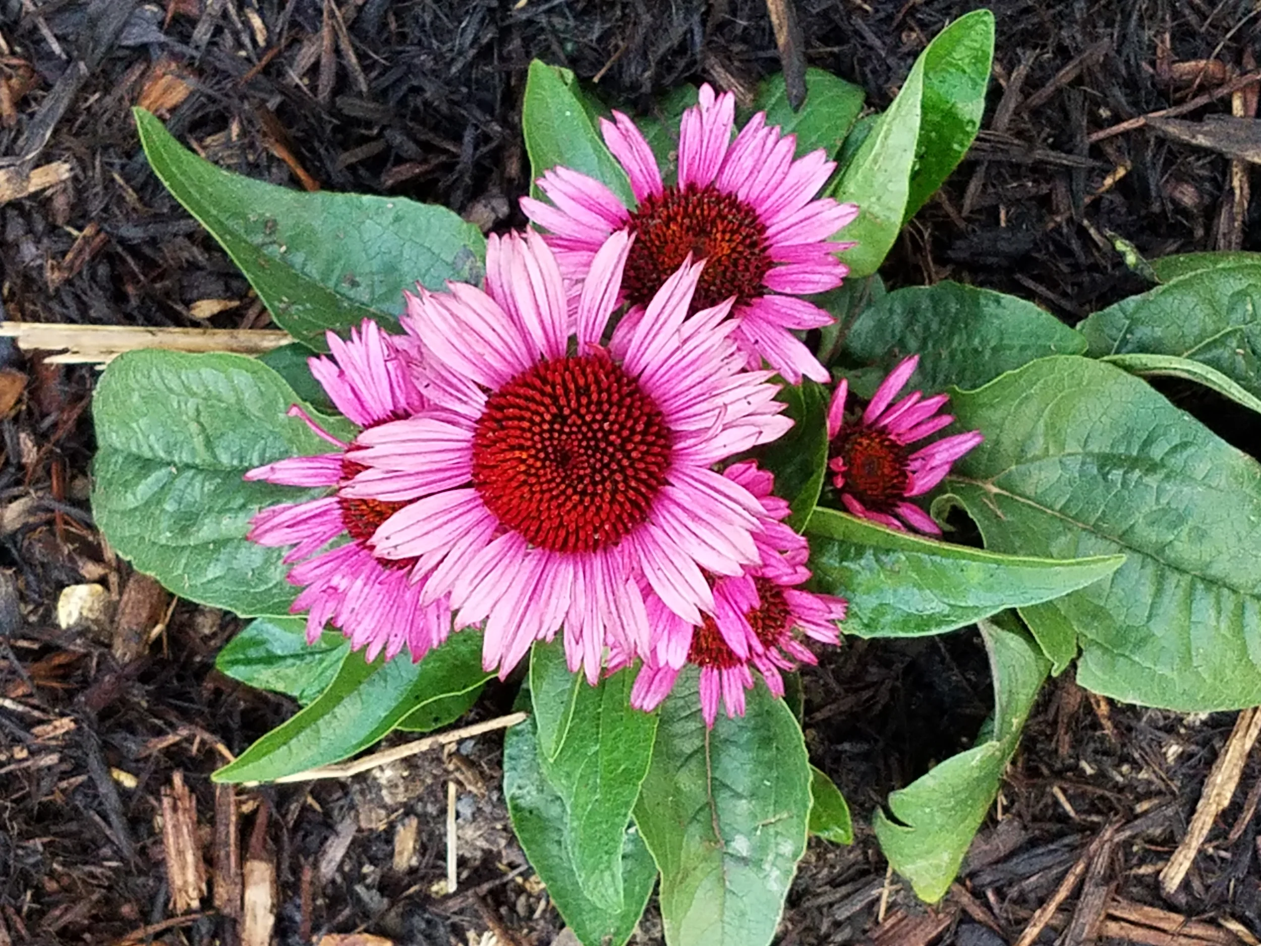 Wildlife flowers, ducks, birds, and deer in Soddy Daisy Tennessee